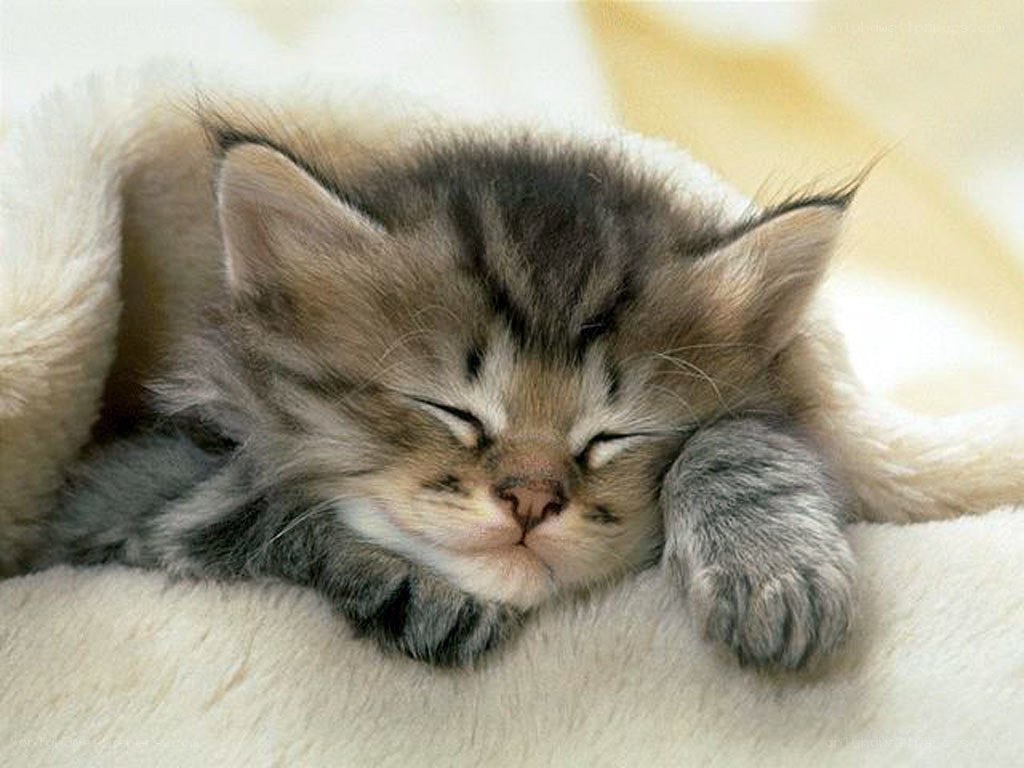 Sleeping kitten on blanket