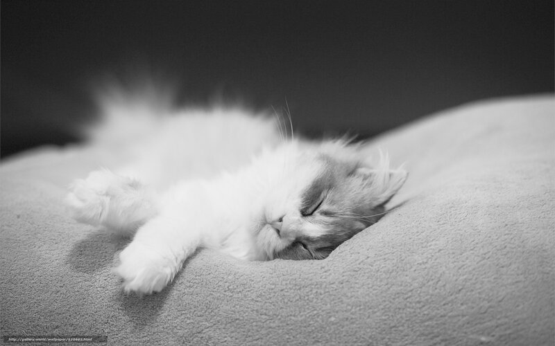 Sleeping kitten on blanket