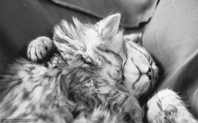 Sleeping kitten on couch