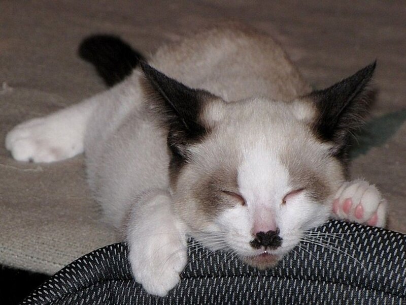 sleeping kitten on cushion