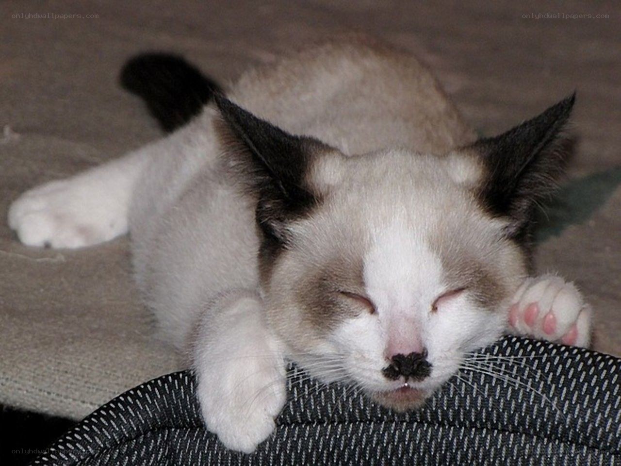 sleeping kitten on cushion