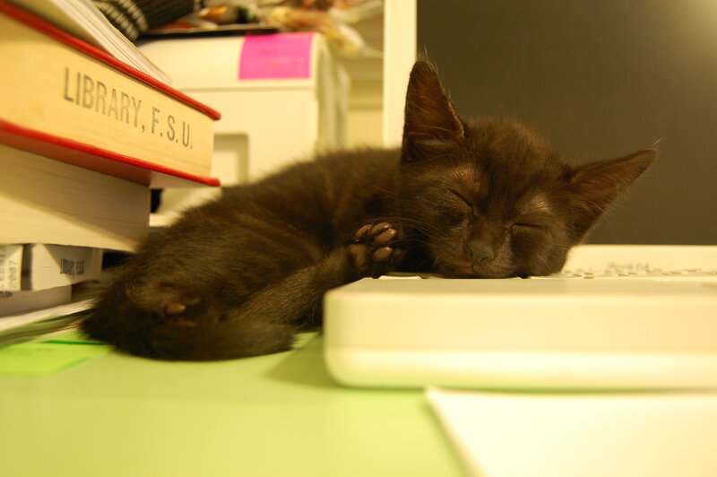 Sleeping kitten on desk