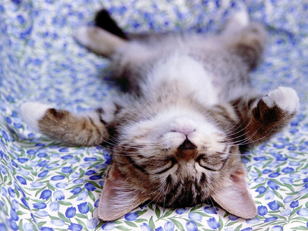 sleeping kitten on floral blanket