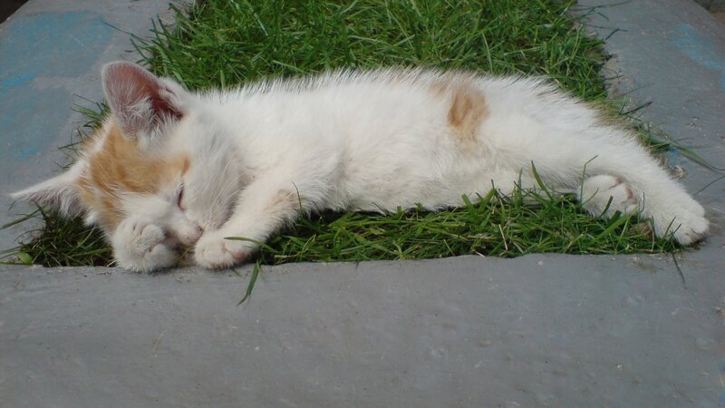 Sleeping kitten on grass