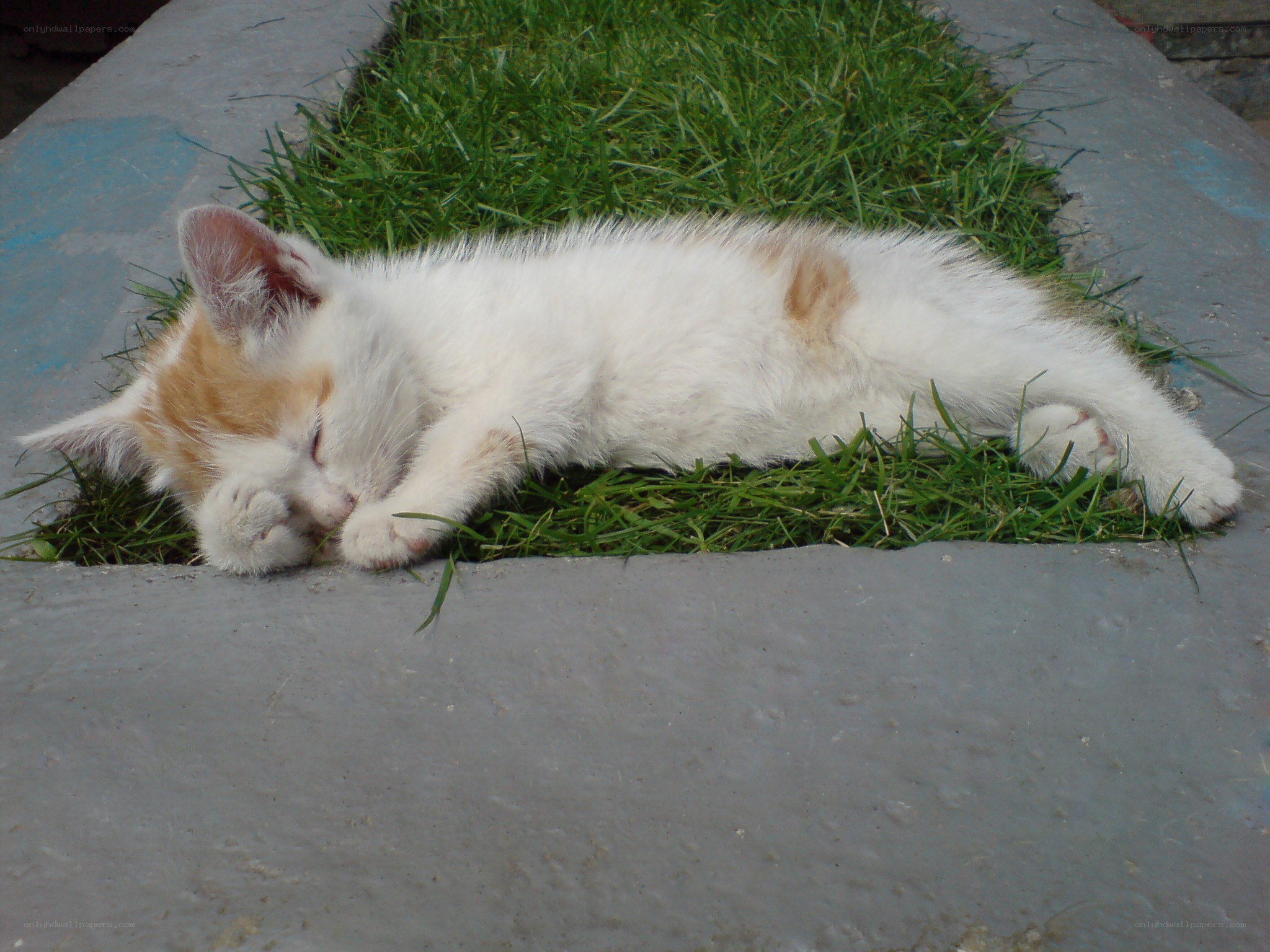 Sleeping kitten on grass