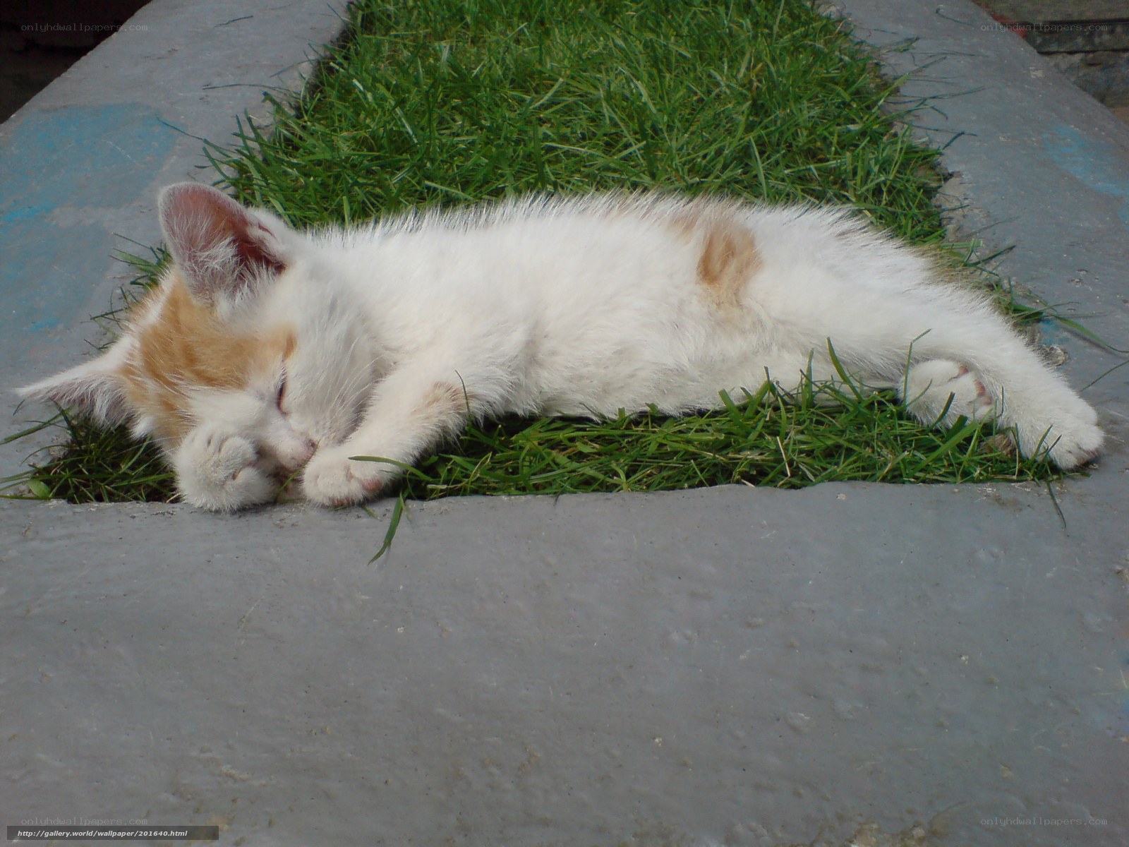 Sleeping kitten on grass