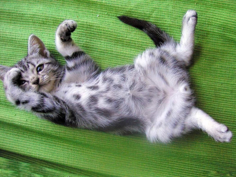 Sleeping kitten on green mat