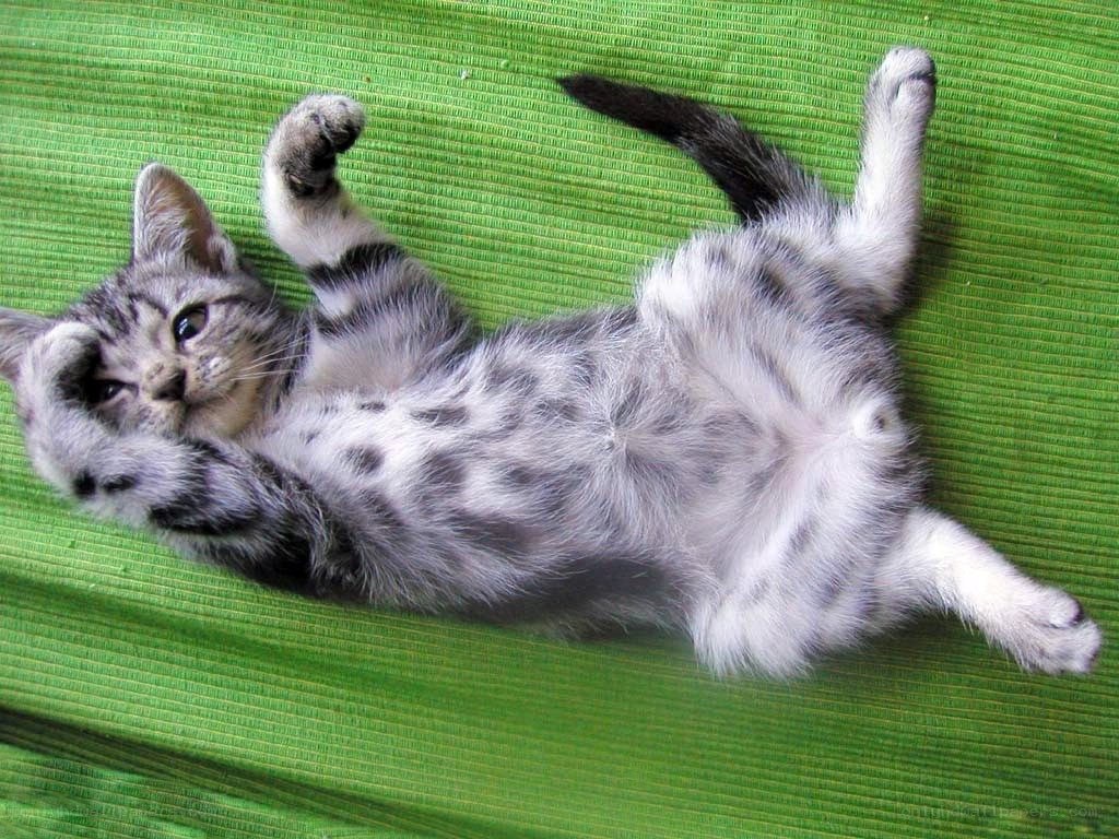 Sleeping kitten on green mat
