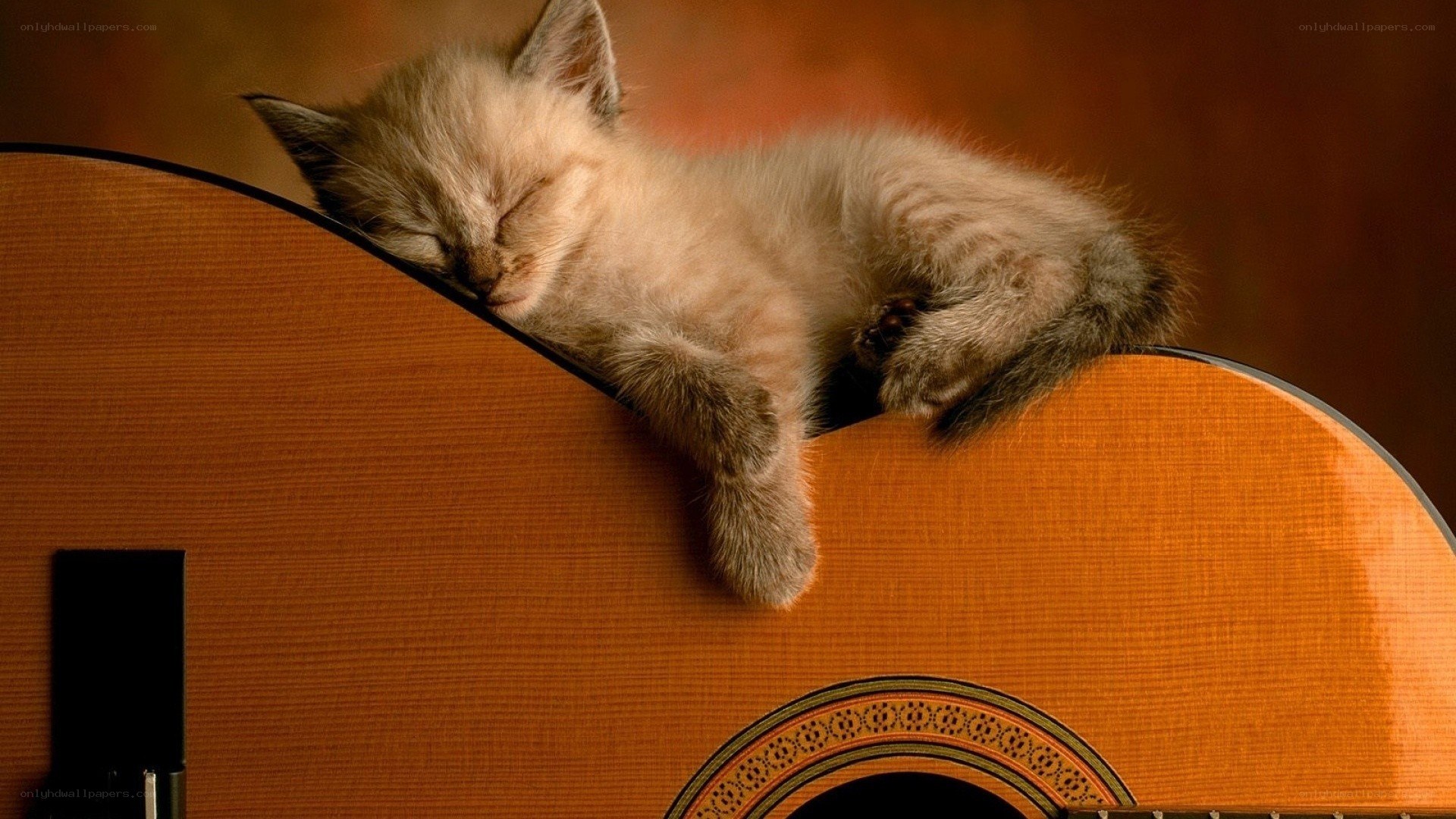 Sleeping kitten on guitar