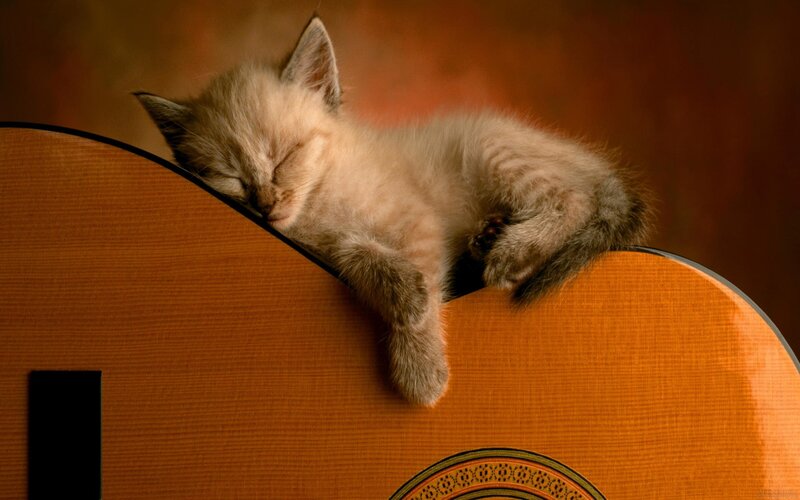 Sleeping kitten on guitar