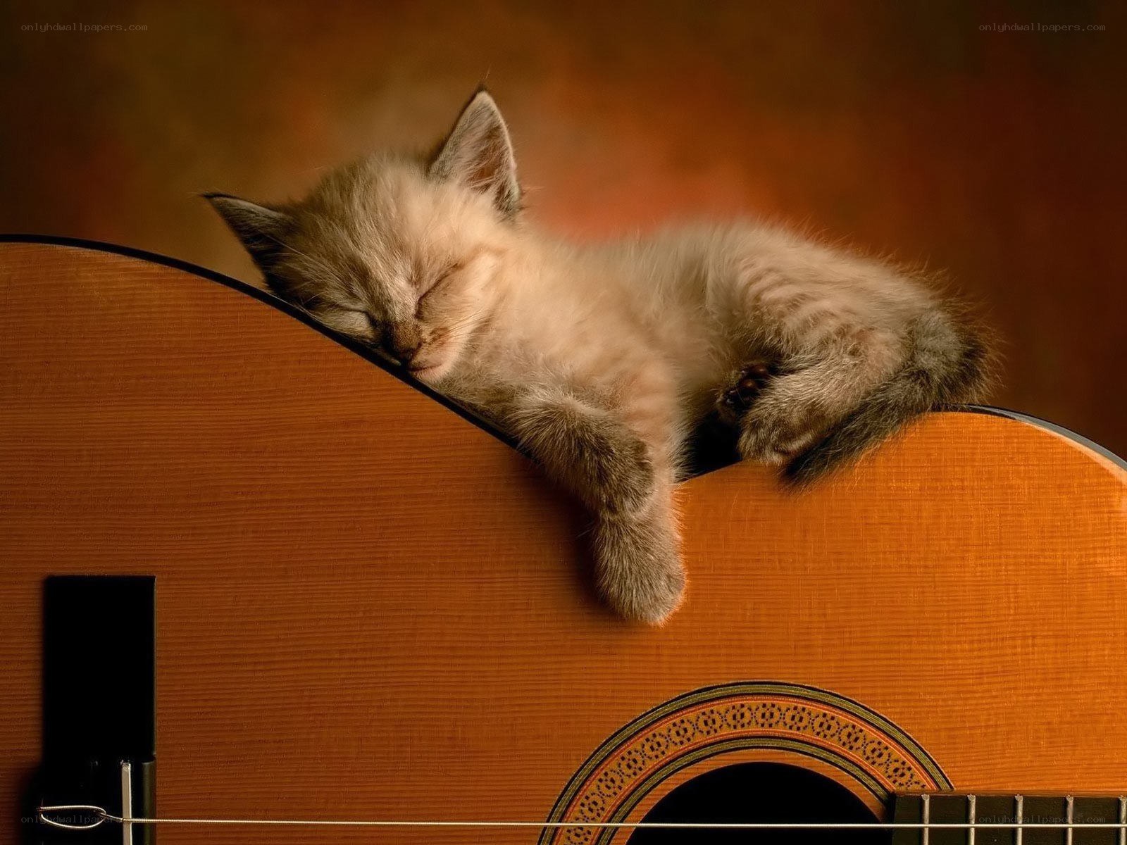 Sleeping kitten on guitar