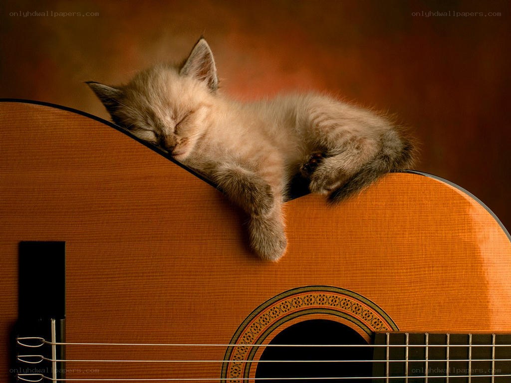 Sleeping kitten on guitar