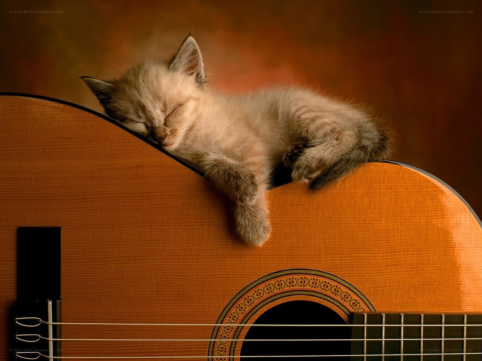 Sleeping kitten on guitar
