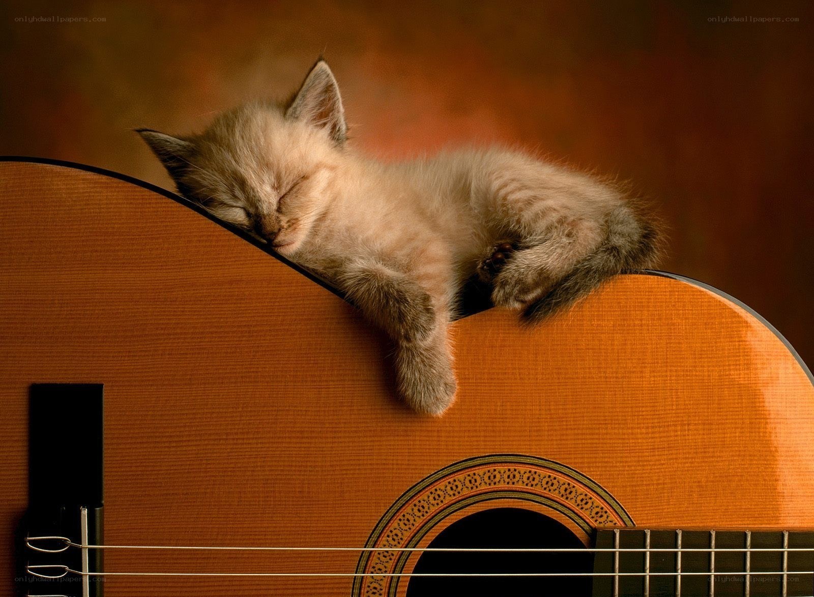 Sleeping kitten on guitar