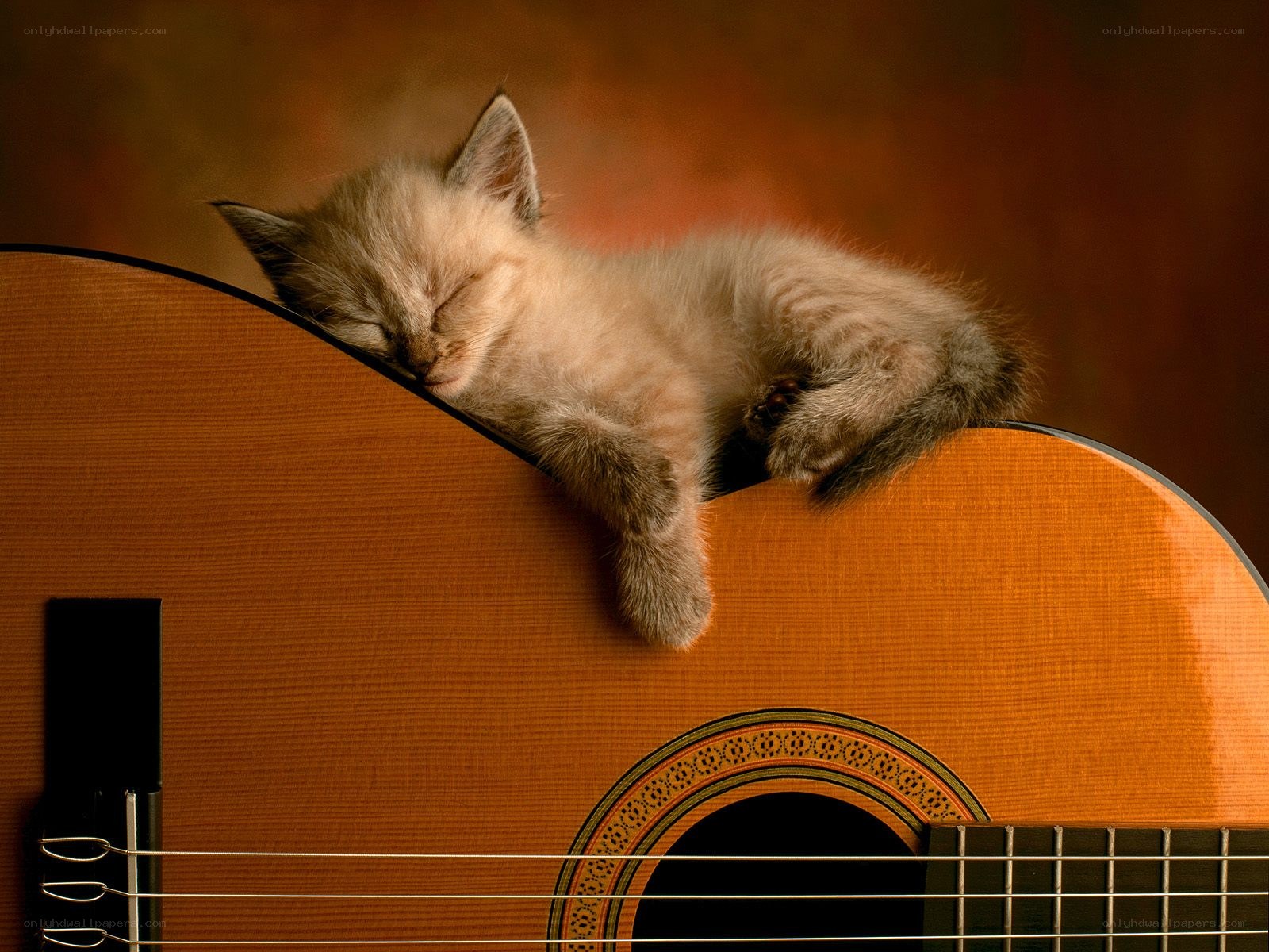 Sleeping kitten on guitar