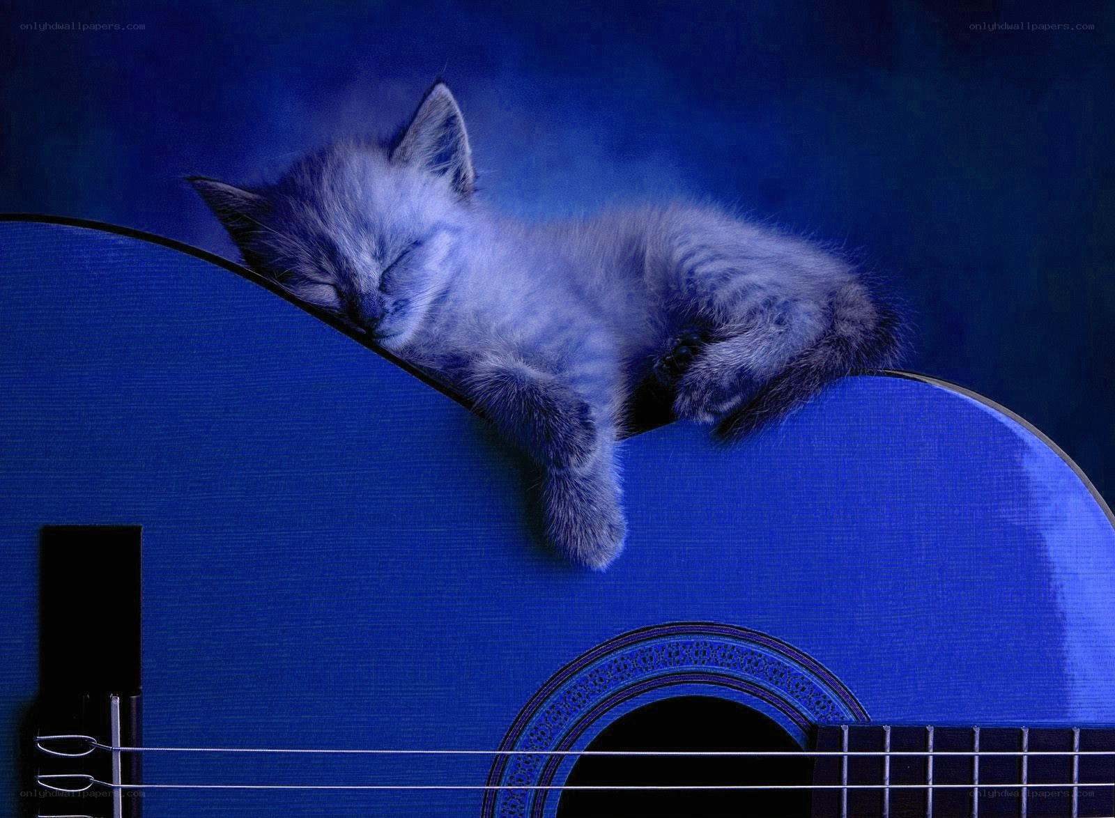 Sleeping kitten on guitar