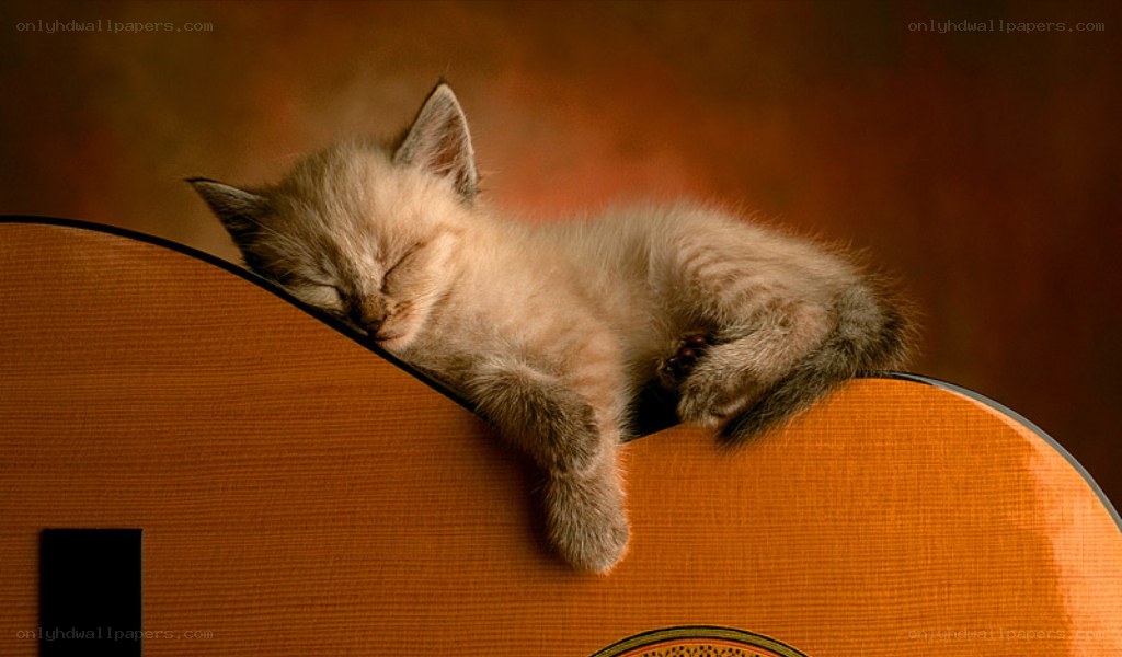 Sleeping kitten on guitar