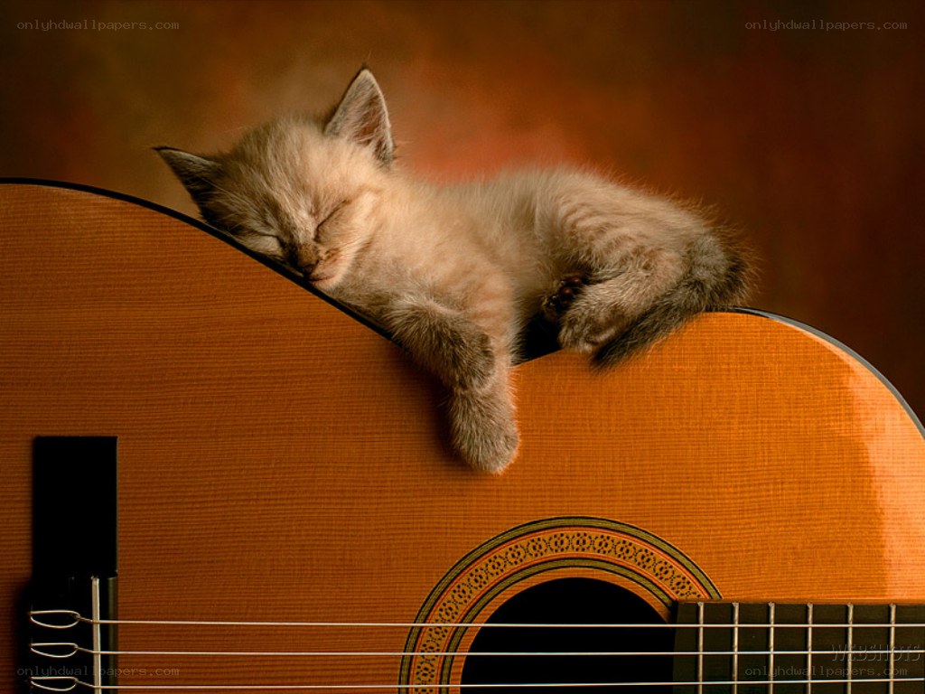 Sleeping kitten on guitar