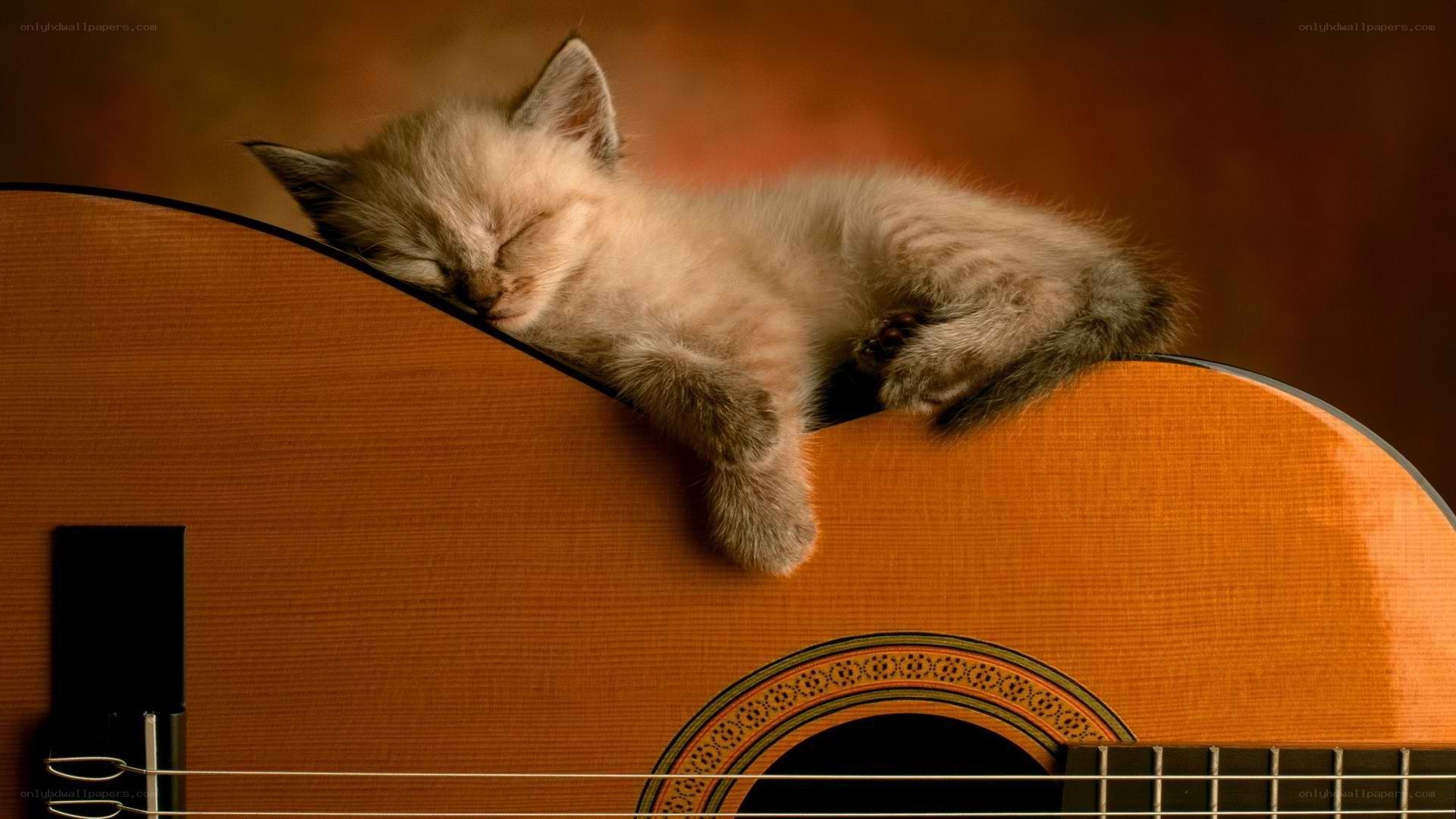 Sleeping kitten on guitar