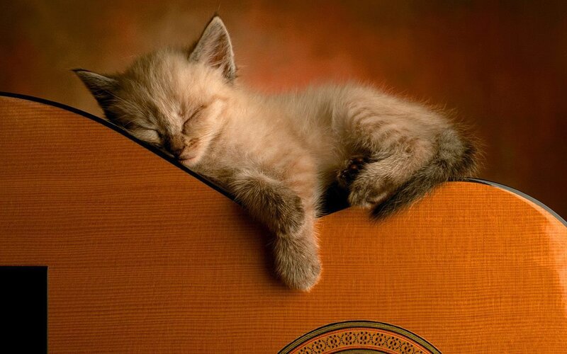 Sleeping Kitten on Guitar — Brown, Serene, Photograph