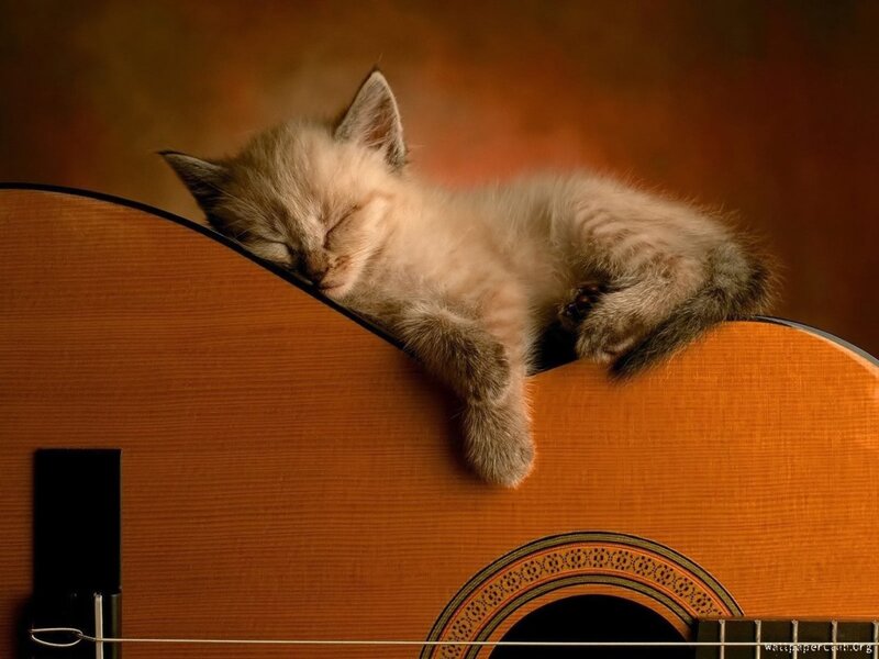 Sleeping Kitten on Guitar — Brown