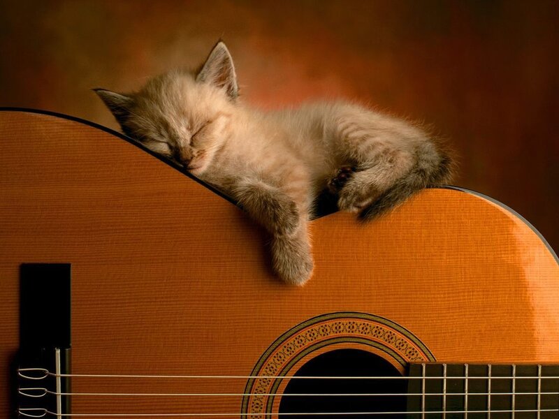 Sleeping Kitten on Guitar — Photograph, Black