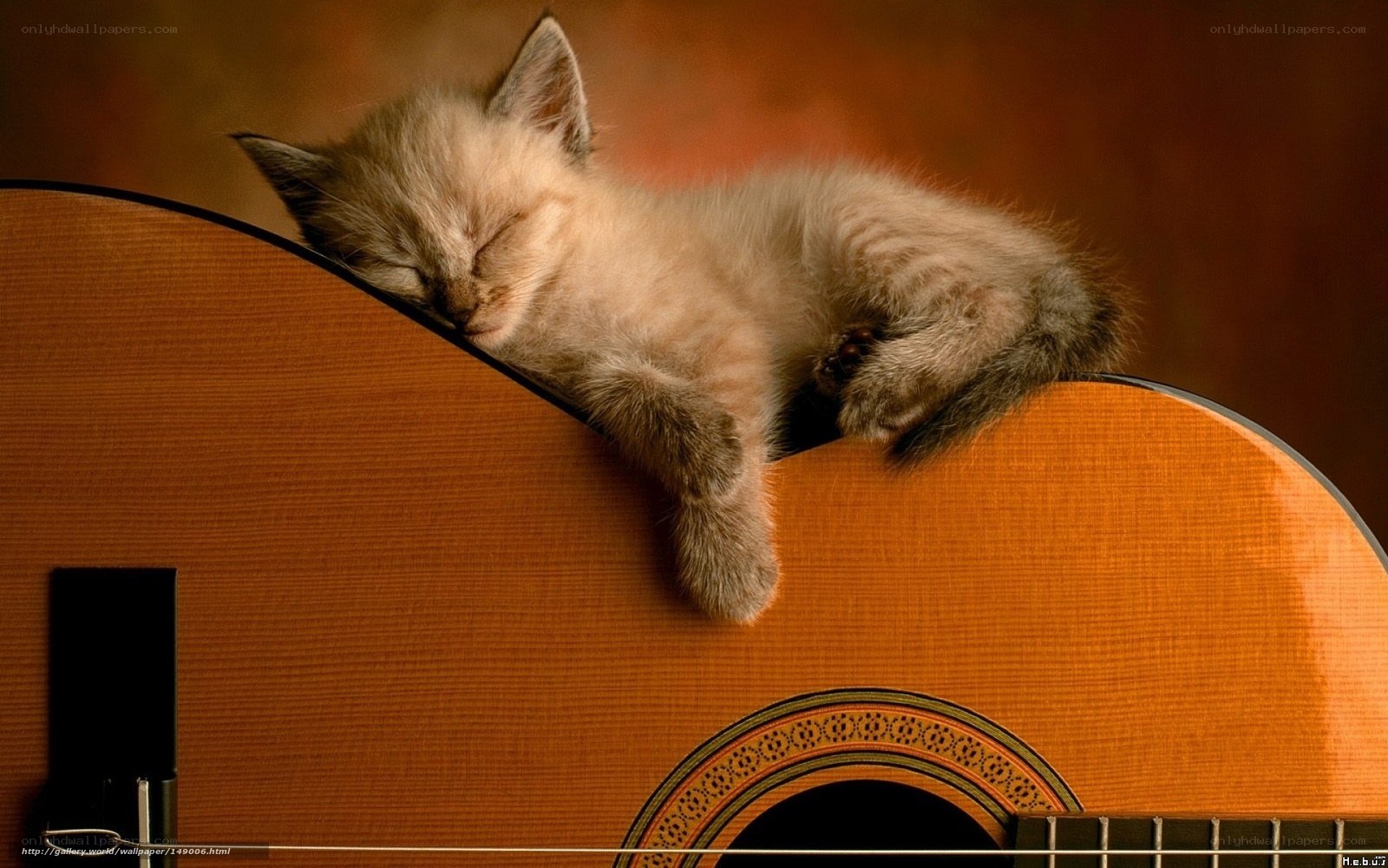 Sleeping kitten on guitar