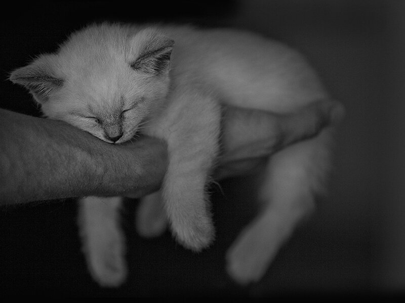 Sleeping Kitten on Hand