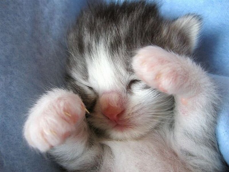 sleeping kitten on its back