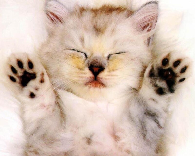 Sleeping kitten on its back