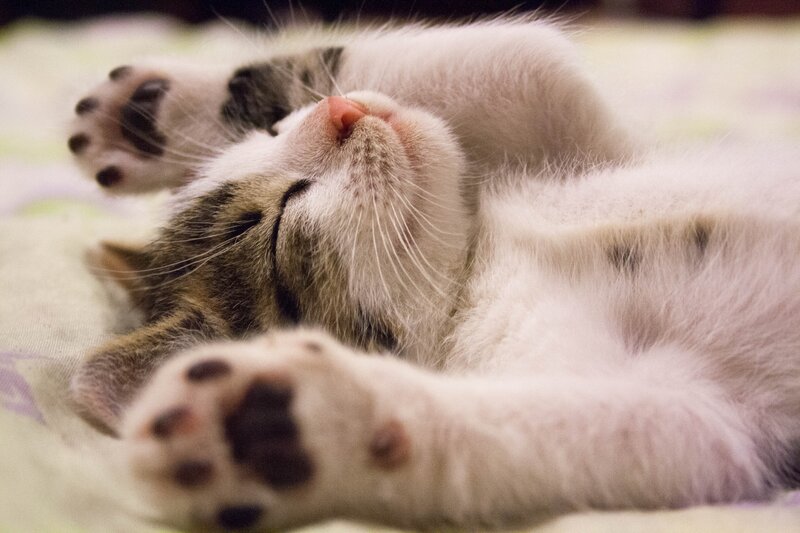sleeping kitten on its back