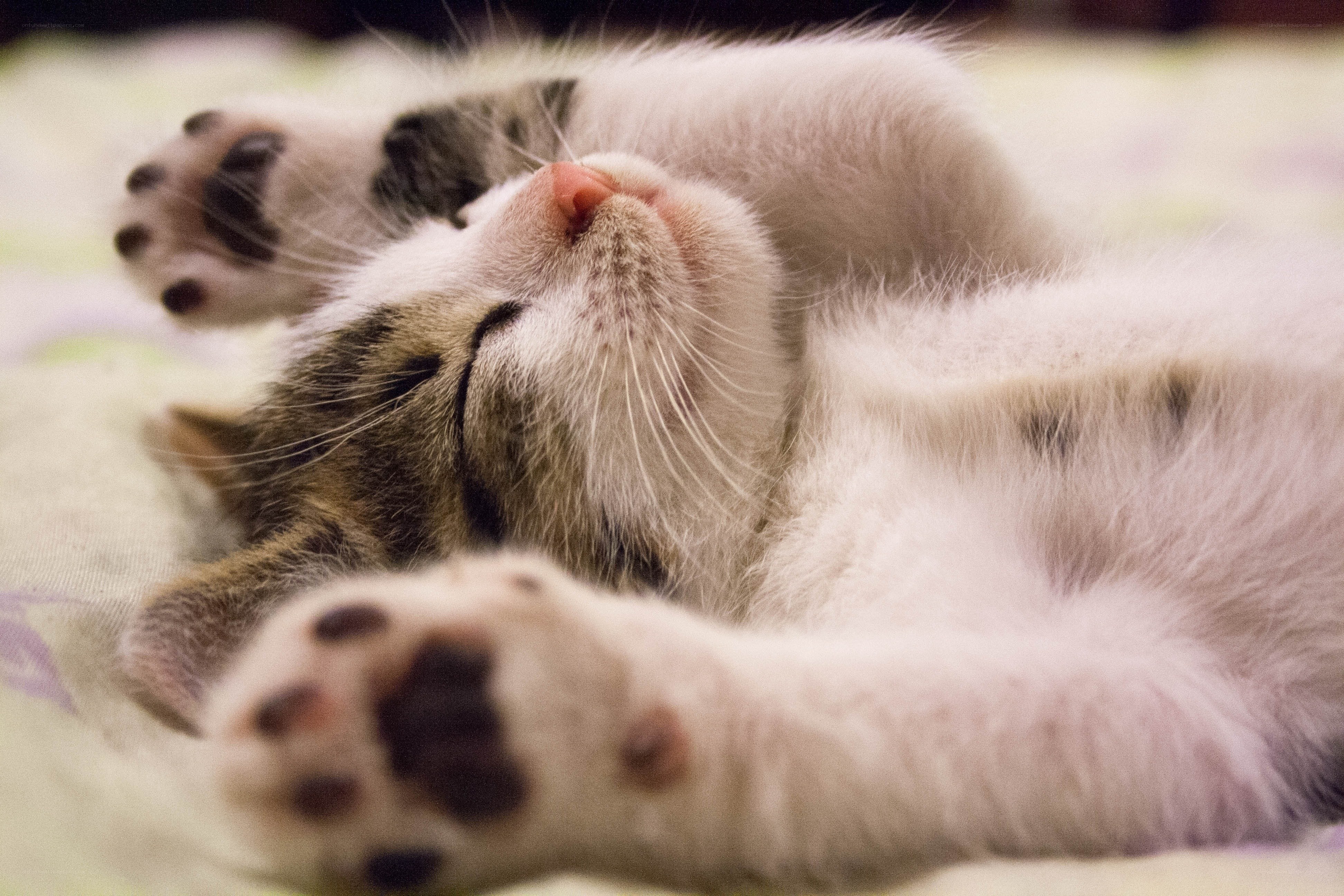 sleeping kitten on its back