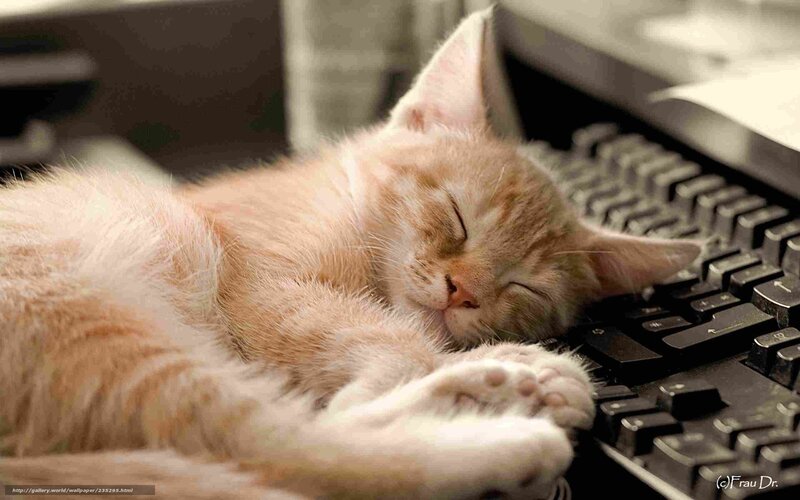 Sleeping kitten on keyboard