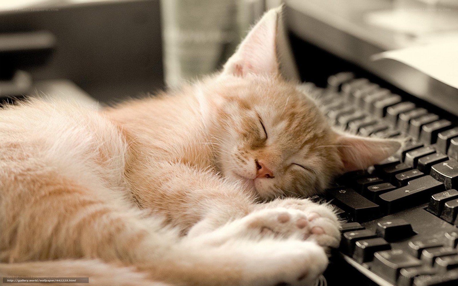 Sleeping kitten on keyboard