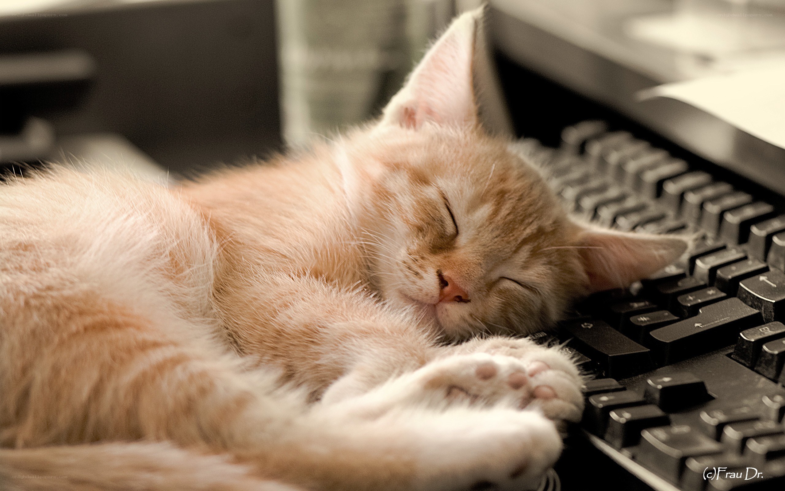 Sleeping kitten on keyboard