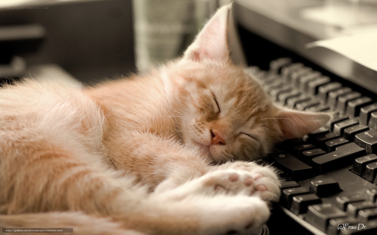Sleeping kitten on keyboard