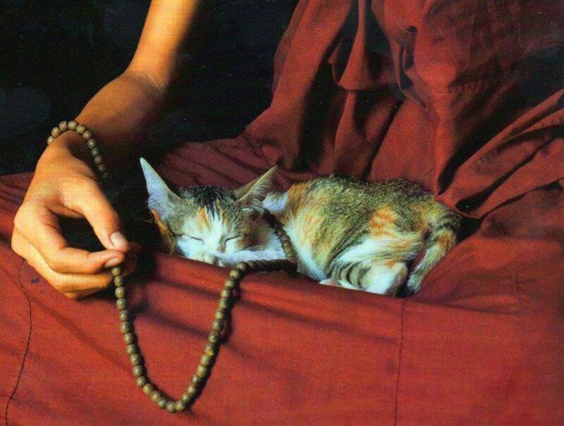 Sleeping Kitten on Lap — Red