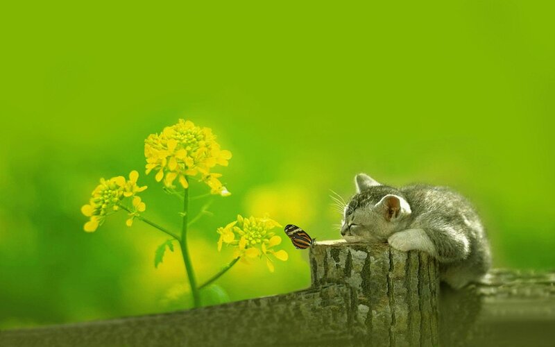 Sleeping Kitten on Log — Green