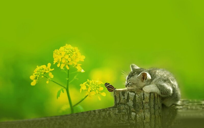 Sleeping Kitten on Log