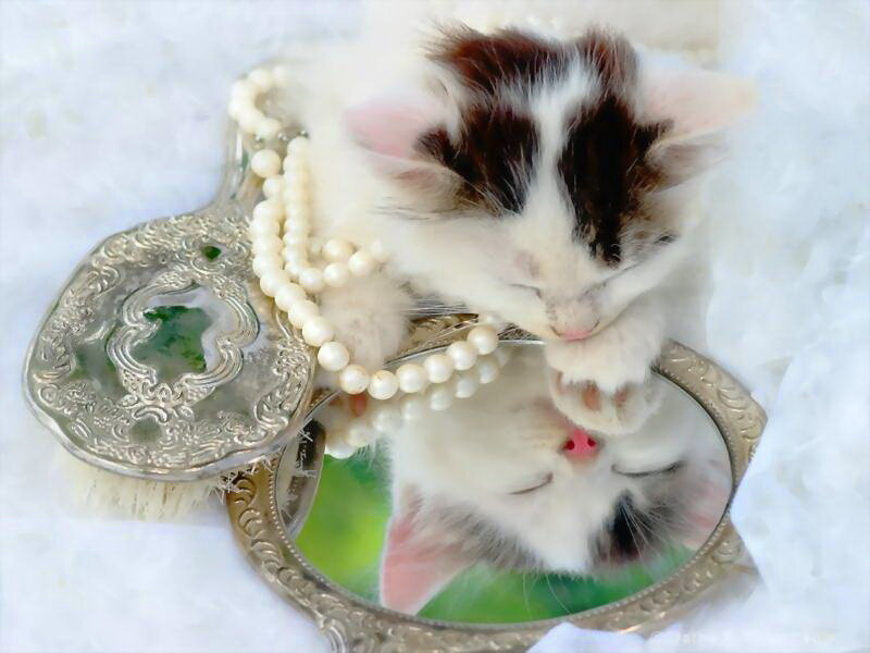 Sleeping Kitten on Mirror