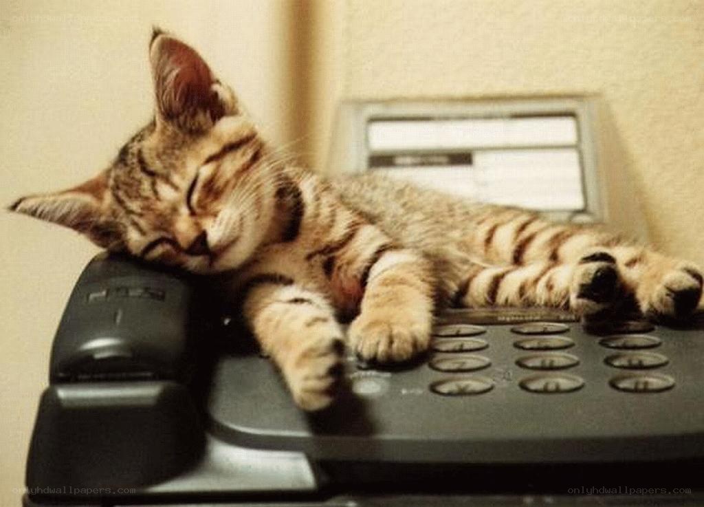 Sleeping kitten on phone