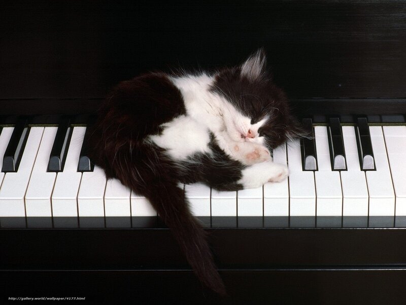 Sleeping kitten on piano keys