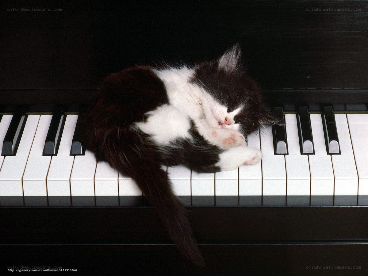 Sleeping kitten on piano keys