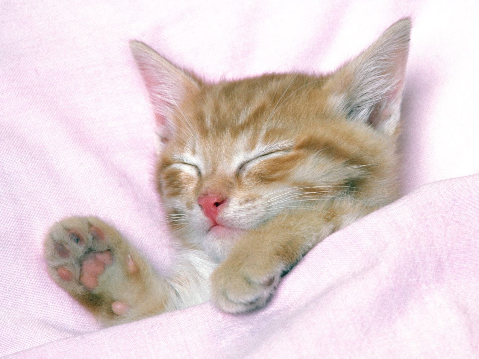 Sleeping kitten on pink blanket