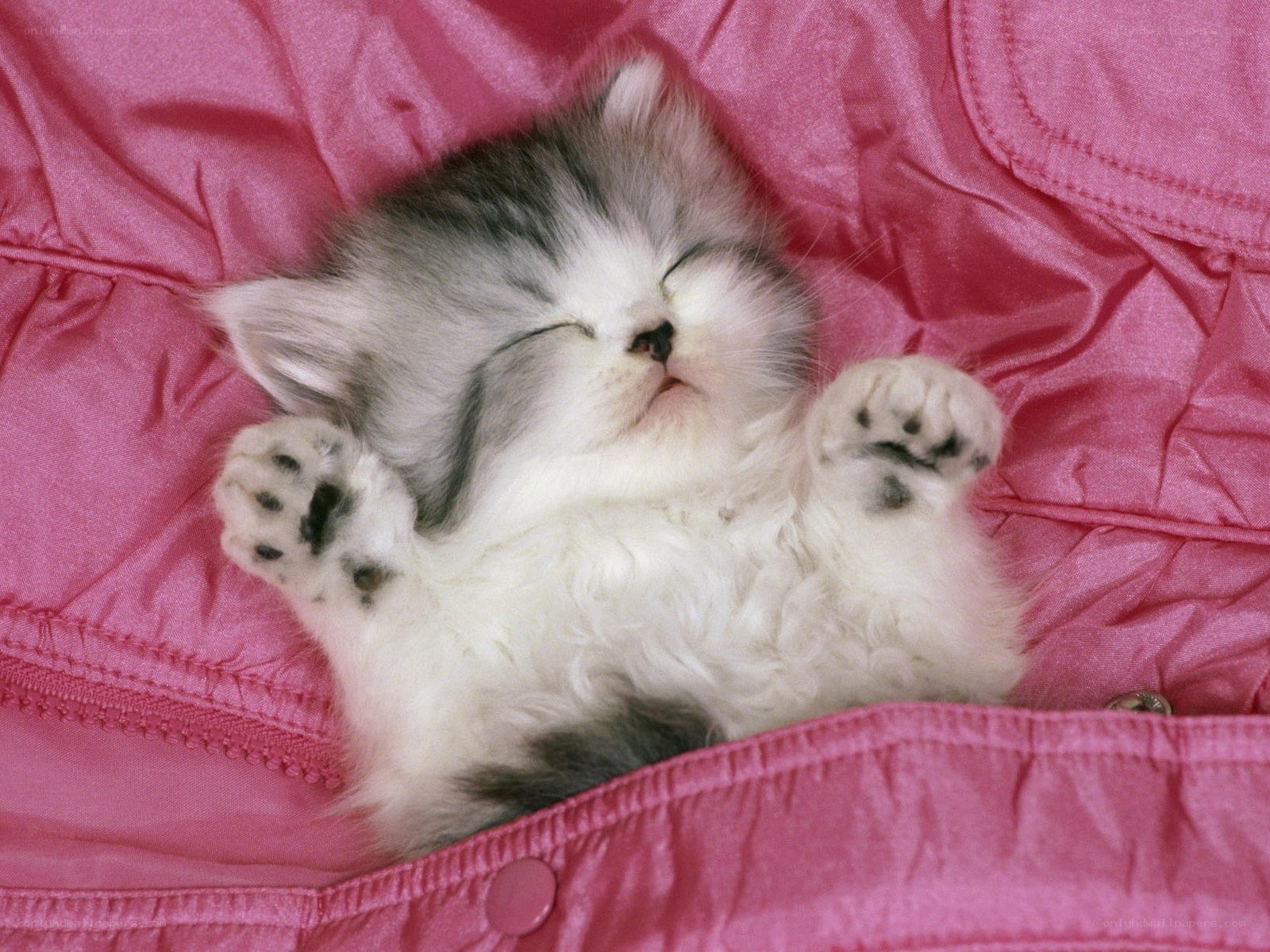 Sleeping kitten on pink fabric