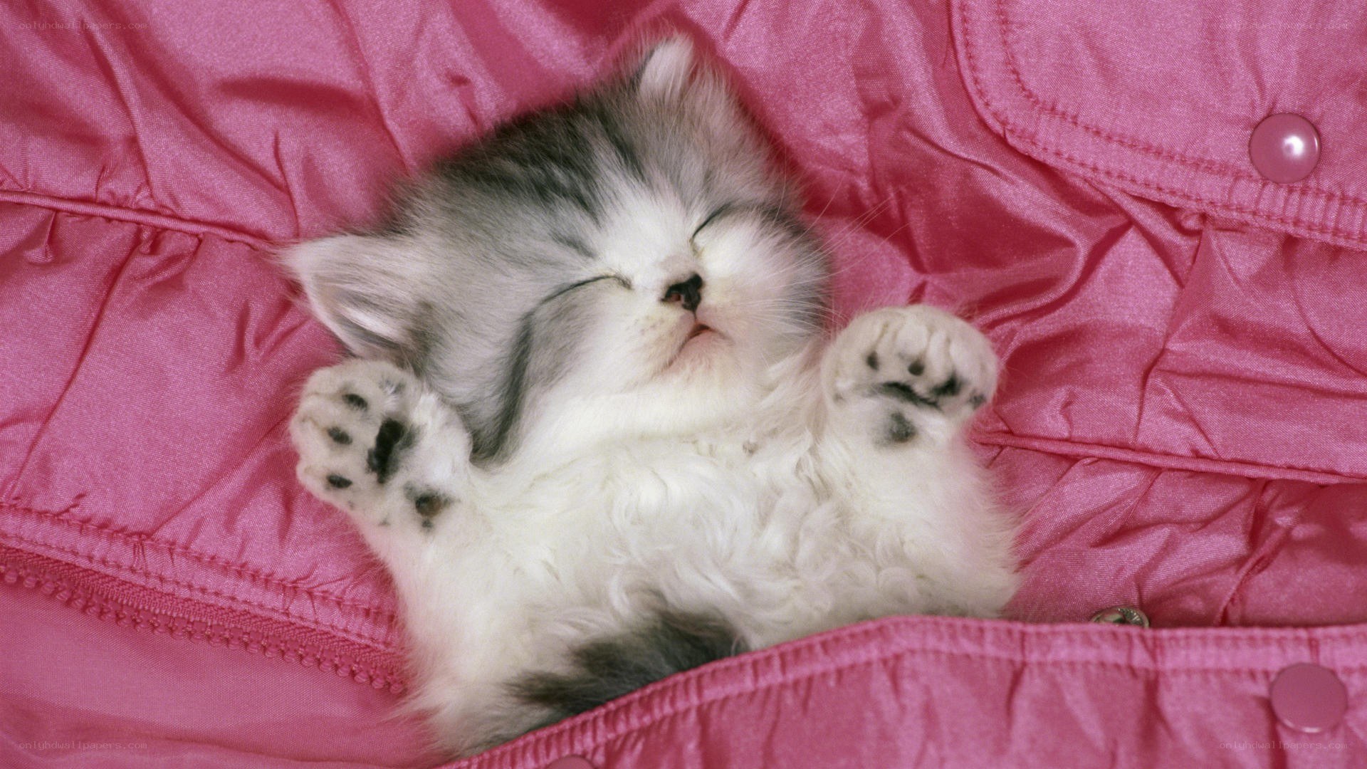 Sleeping kitten on pink fabric