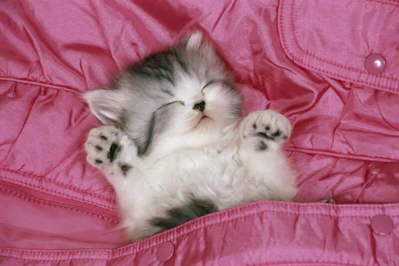 Sleeping kitten on pink fabric