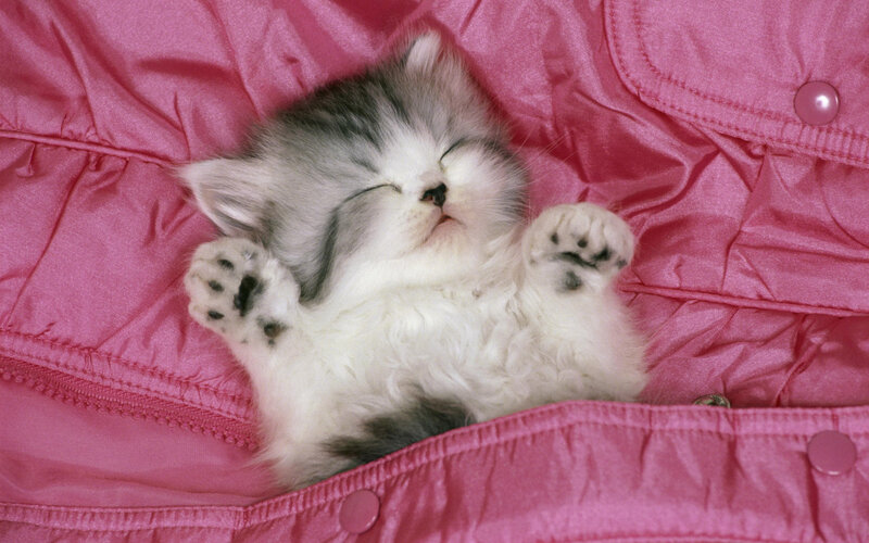 Sleeping Kitten on Pink Fabric — Peaceful