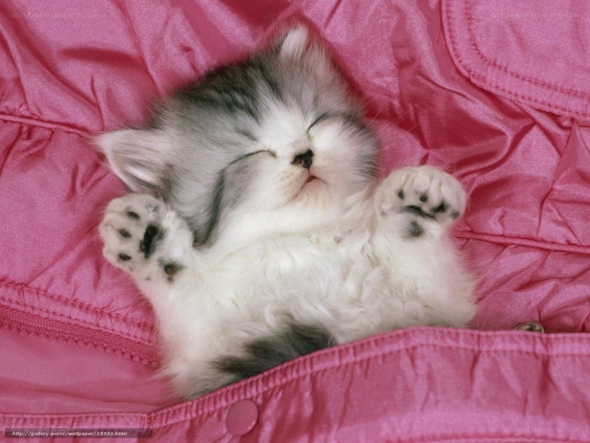 Sleeping kitten on pink fabric