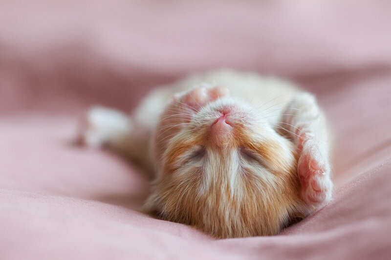 Sleeping Kitten on Pink